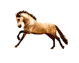Udstyr til hest